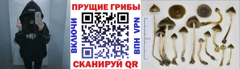Псилоцибиновые грибы Psilocybe блэк спрут ССЫЛКА Алдан